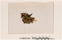 藏品(新喀里多尼亞牛皮葉衣)的圖片